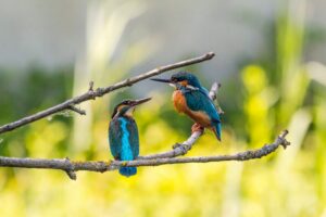 Naturpark Westhavelland Naturerlebnis Rathenow